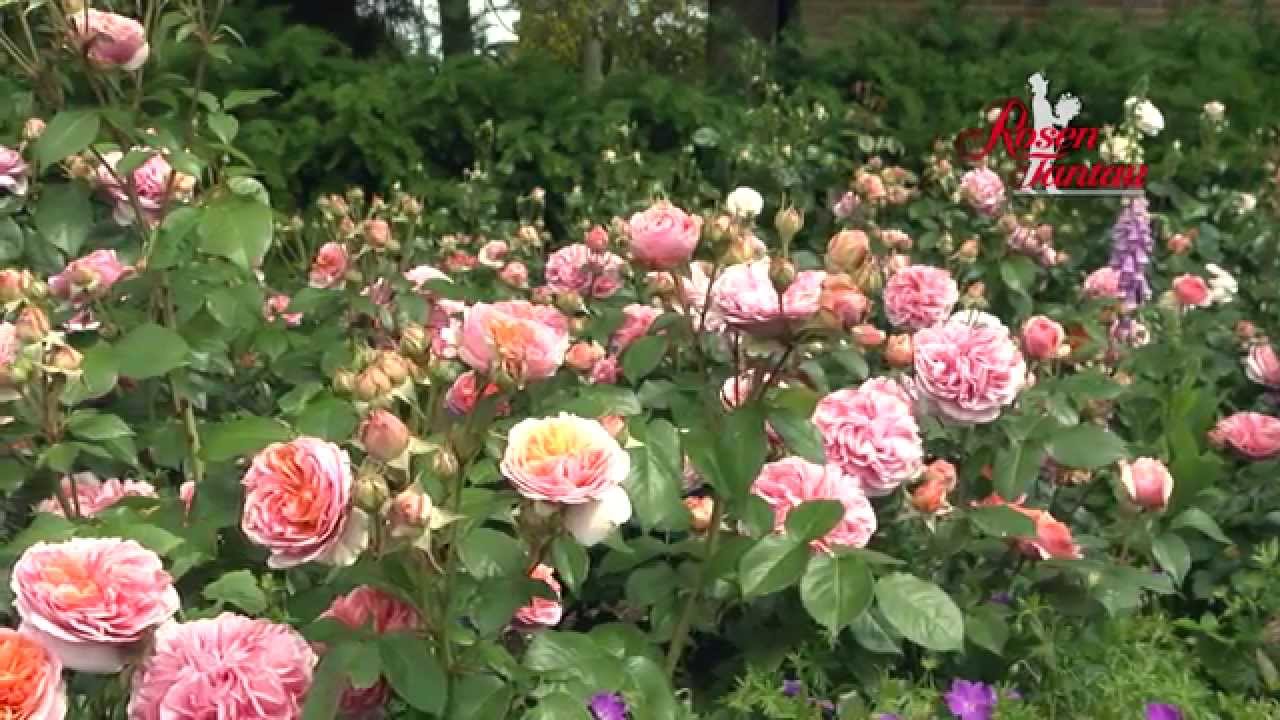 ROSES, NOSTALGIC ROSES, FRAGRANT ROSES