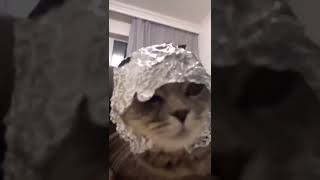 I don't know what happened here #wtf #fun #cat #memes