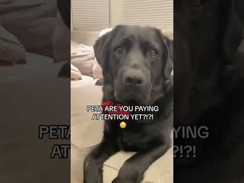 Video: Kuidas koeri aitab ennetada enesetappu
