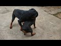 Rottweiler cruzando