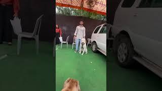 Pit Bull Vs Argentine Dog A Clash Of Ans