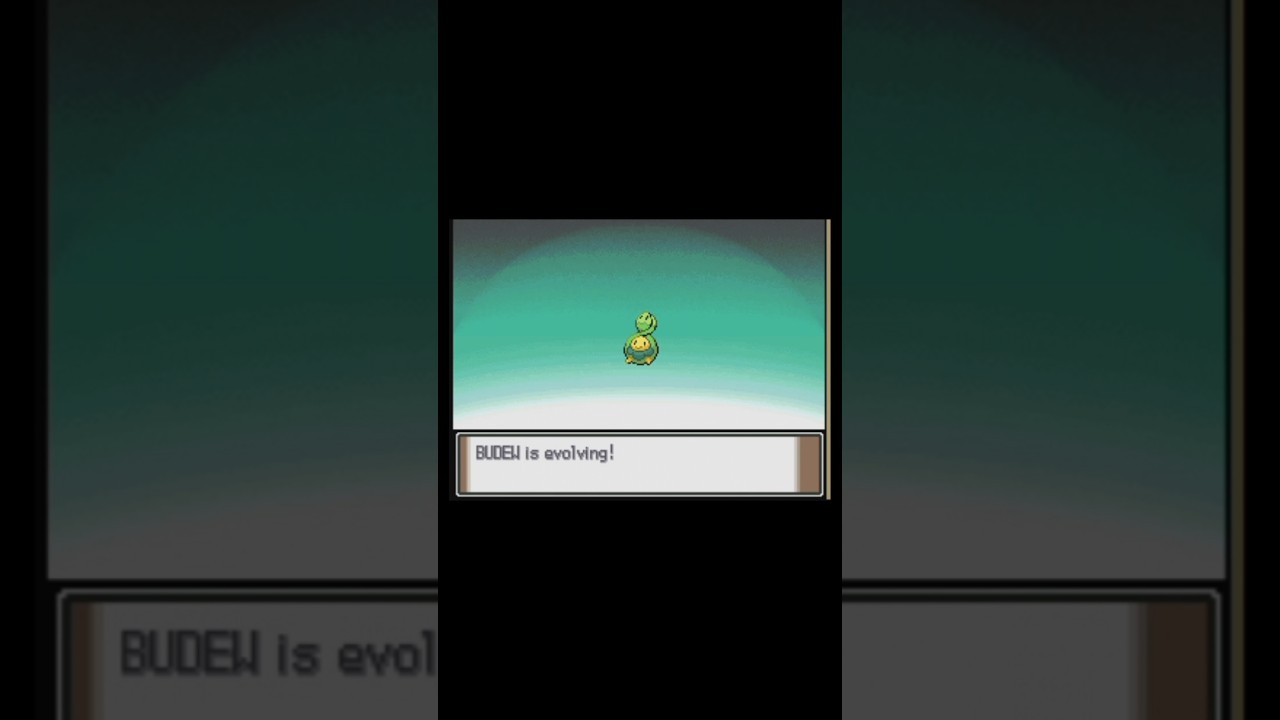 The evolution of Budew! 