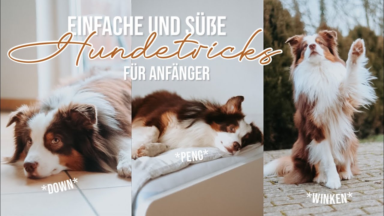 6 ANFÄNGER TRICKS FÜR HUNDE Hund geistig auslasten Down, Peng