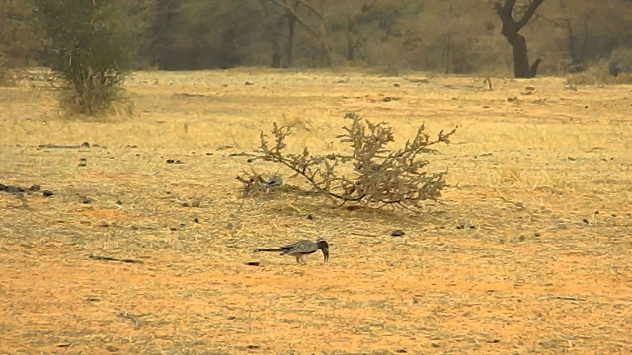 African Grey Hornbill (Lophoceros nasutus), Mauritania II 