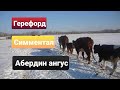 Герефорд, Симментал или Абердин Ангус? Какая порода КРС подходит начинающим КФХ? Мясная порода КРС