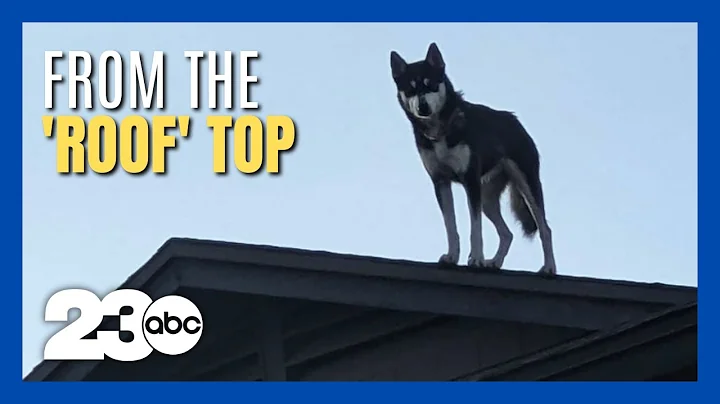 Husky becomes neighborhood rooftop watchdog