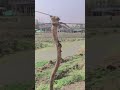 short# video# kin# lamhon #mein# Dard #Hai# kin# lamhon# mein# pyas #hai