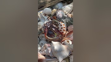 How Crabs Change Shells
