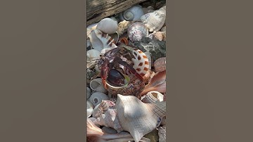 How Crabs Change Shells