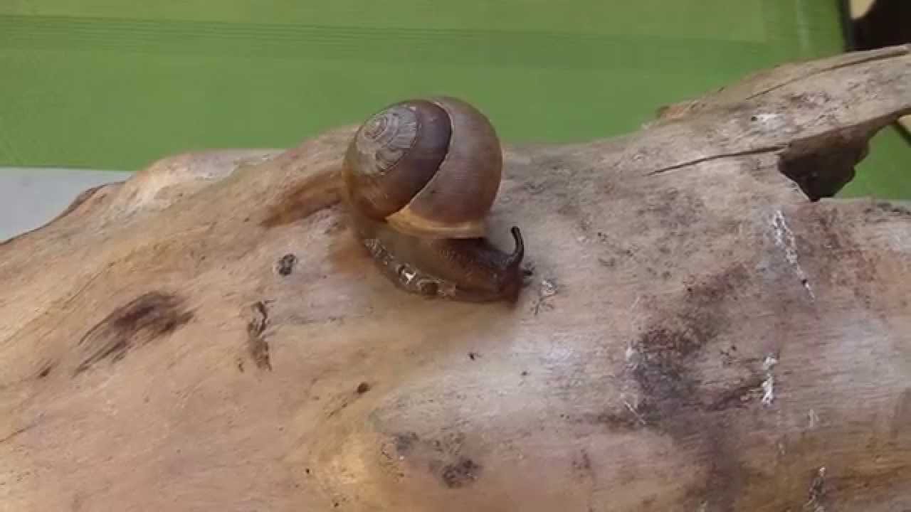 Mesodon thyroidus (Say, 1817) White-lip Globe Snail Unusual Moves