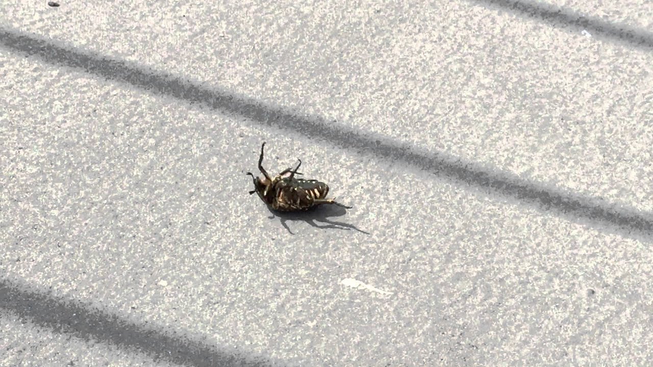 カナブンの戦い W Youtube