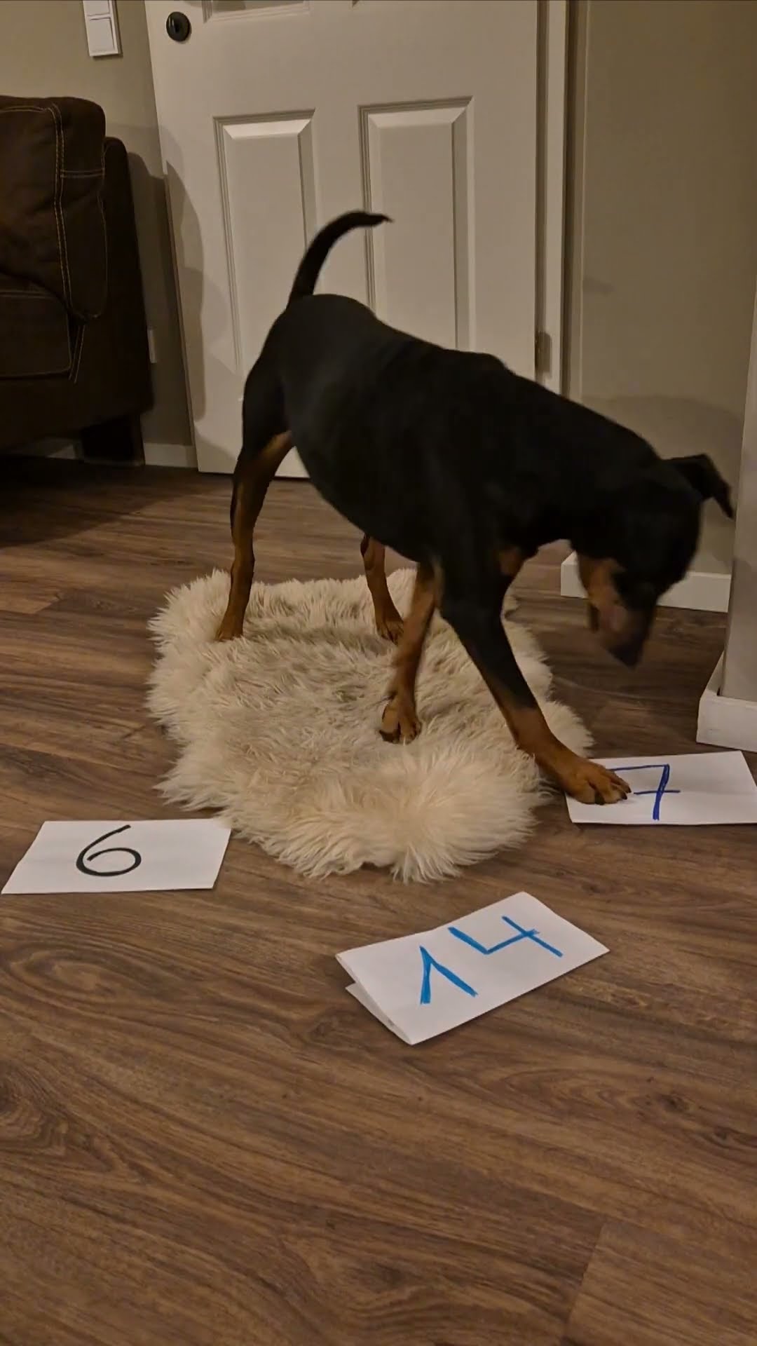 German Pinscher Does Math || ViralHog
