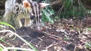 Owston's palm civet by SCARCE WORLDWIDE 6,051 views 8 years ago 2 minutes, 42 seconds