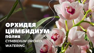 2Ц. Орхидея Цимбидиум. Полив / Cymbidium orchid. Watering