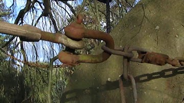 What Jack saw - beech tree inspection in crown of the tree part 3