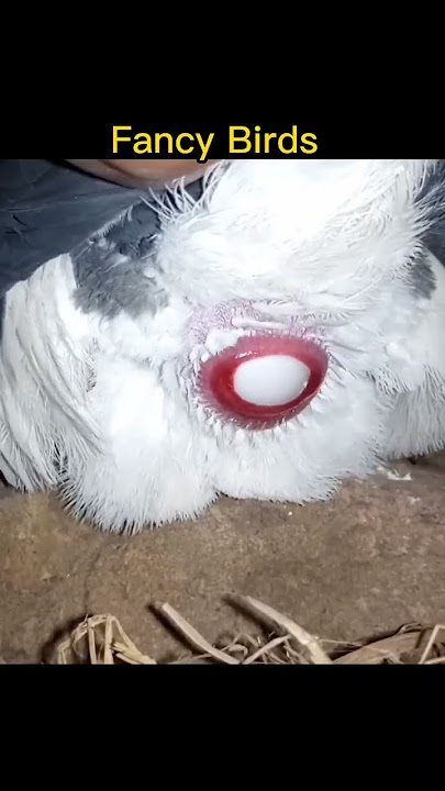 pigeon laying eggs short video 💕