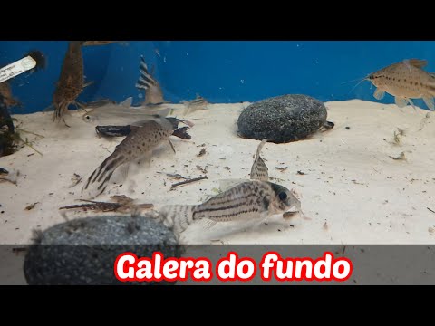 BOTTOM-FEEDING FISH FOR YOUR AQUARIUM