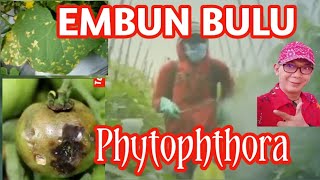 Controlling Phytophthora and Downy Mildew - Newest Fungicide from PT Syngenta - ORONDIS OPTI 6/40...