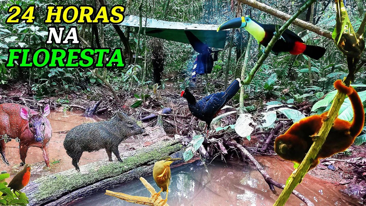Vinte quatro horas na floresta amazônica; Acampei e fiz registros de animais e aves silvestres!