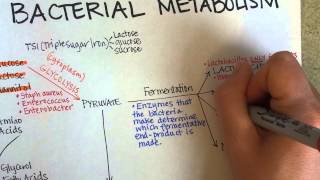 Bacterial Metabolism, Part 1 (Cellular Respiration of Bacteria)