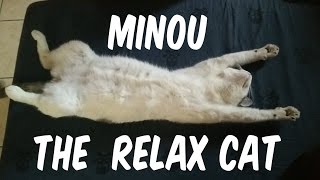 Minou the relax cat