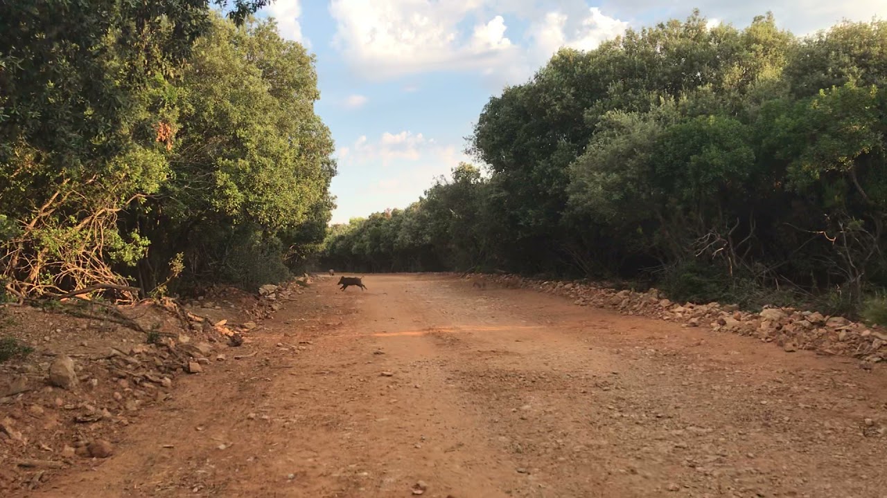 Troupeau de sanglier traverse