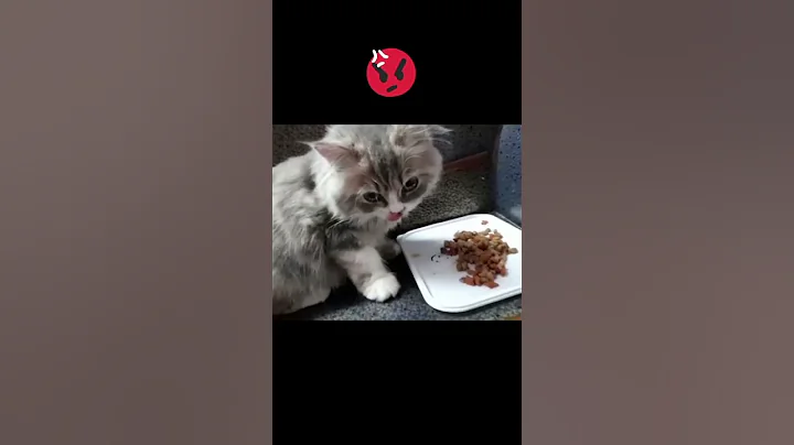 Video 2521031: persian cat grey colour, persian cat grey female