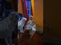 Simba Ena Pona Kanum Goldenretreivers Simba Ena Pona Kanum Goldenretreivers