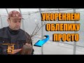 РАЗМНОЖЕНИЕ ОБЛЕПИХИ ВЕСНОЙ ЛЕГКО. СПОСОБ ОПЫЛЕНИЯ БЕЗ МУЖСКОЙ ОБЛЕПИХИ. САД (ОГОРОД) И ТЕПЛИЦА