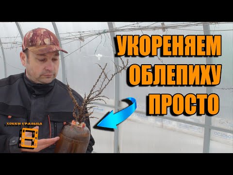 Видео: Облепиха: методи за размножаване