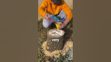 Watch What Happens When You Set a Stump on Fire!