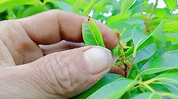 Vải thiều lớp xanh nguy cơ  khoanh rồi vẫn ra lộc vì thời tiết nhiệt độ ban ngày cao