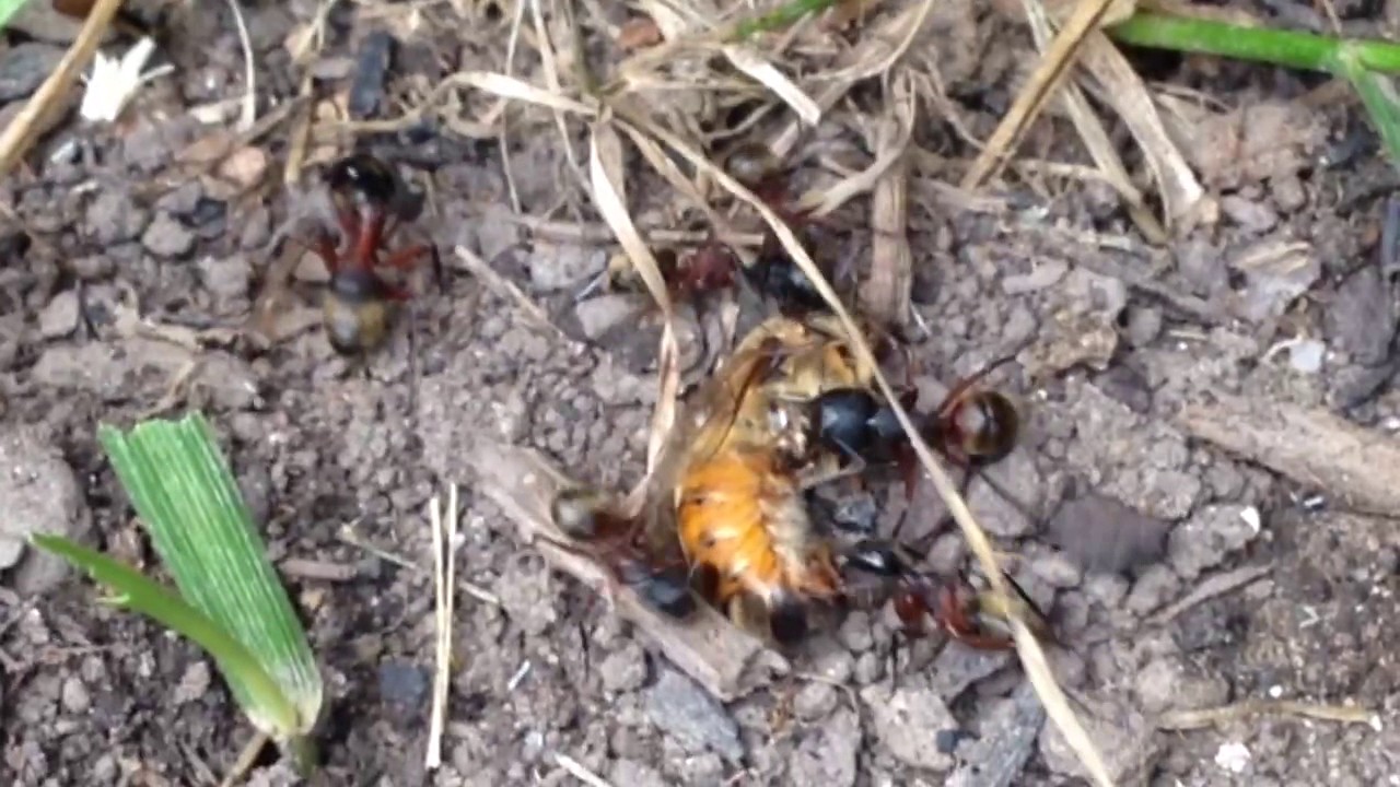 Drone Attack (part 2)