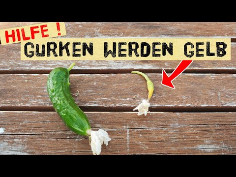 Video: Gründe und Lösungen für gelb werdende Pfefferblätter