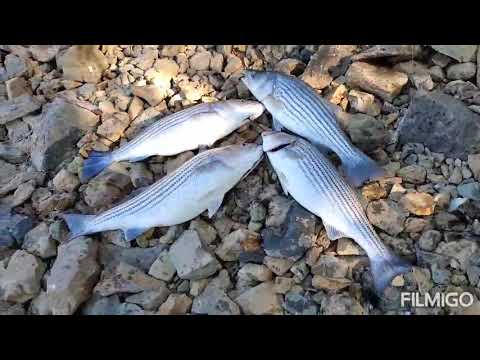 Video: Huab cua thiab huab cua hauv Tarpon Springs, Florida