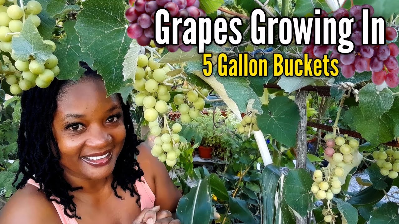 Как вырастить тонну винограда в пятигаллонных ведрах/контейнерах в любом месте, где вы живете.