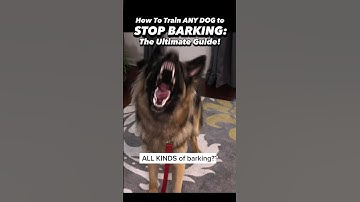 This is what I learned after 19 years training dogs to STOP BARKING 🙉 #dogtrainer #dogtraining #dog