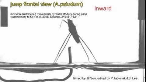 Robotic insect inspiration: Waterstrider A paludum jump - frontal view
