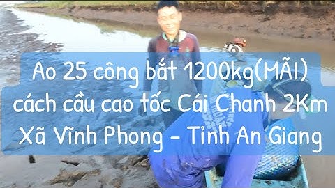 Ao 25 công bắt 1200kg tôm càng cách cầu cao tốc Cái Chanh 2Km - Xã Vĩnh Phong - Tỉnh An Giang (MÃI)