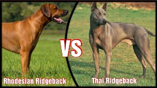 Rhodesian Ridgeback VS Thai Ridgeback