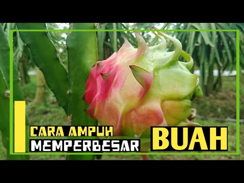 Agar Buah Naga Menjadi Besar