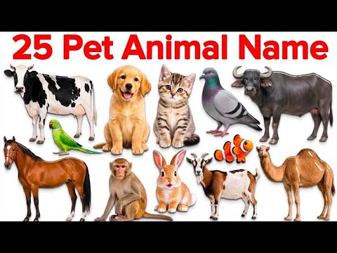 25 Pet Animal Names | 25 Pet Animal Names in English and Hindi with Pictures | 25 Names of Pet An...