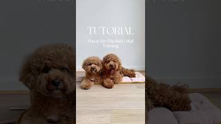 Place training / mat or bed training - dog training tutorial screenshot 5