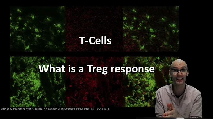 What does a regulatory T cell (Treg) do? - 天天要闻