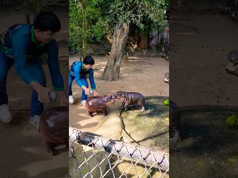 หมูเด้ง Moo Deng Reggae