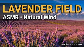 Pure Lavender Field ASMR | 10 Hours Sleep Sounds | No Ads | Black Screen | Deep Relaxation