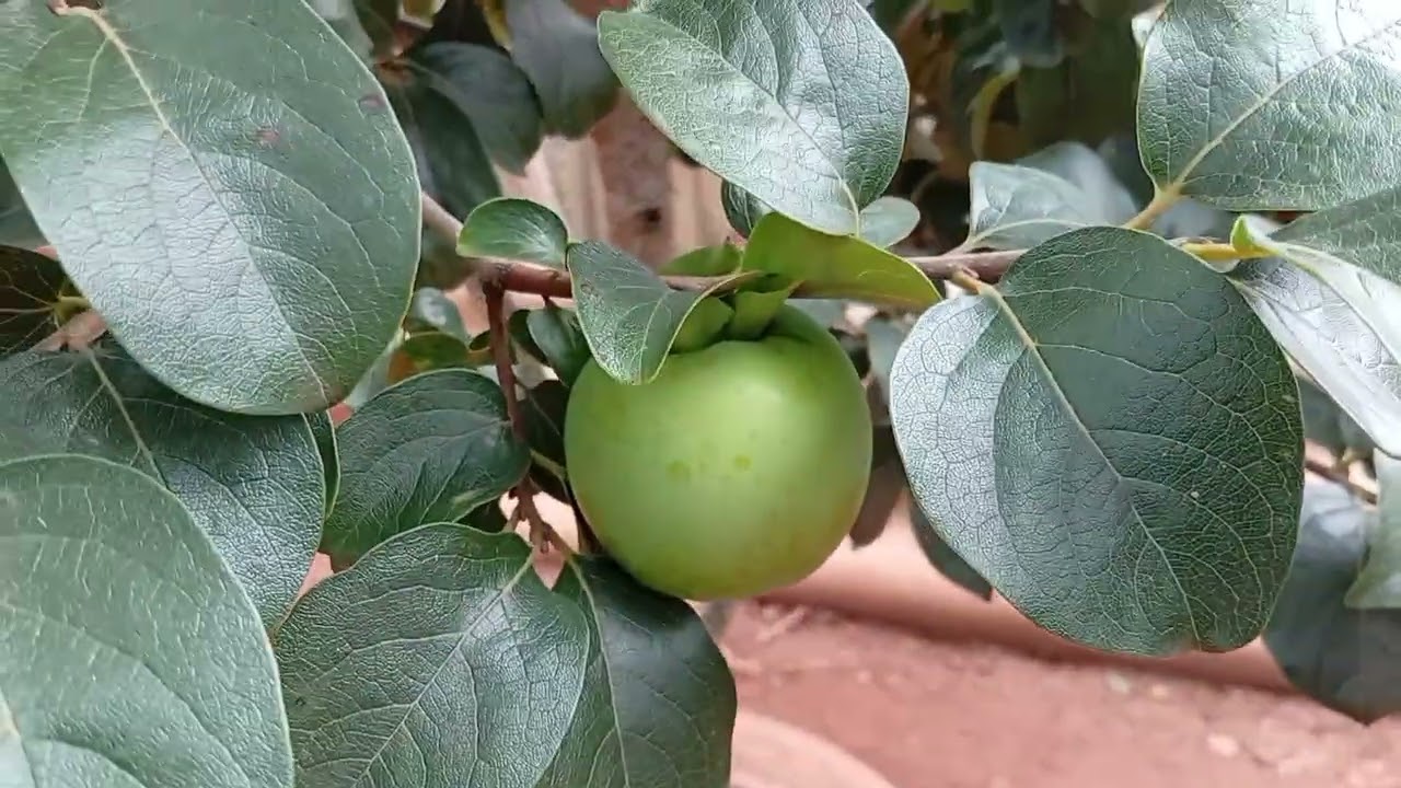 Fomos visitar uma chácara no final de semana!