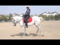 Dressage  marshal  snowy  flatwork 1