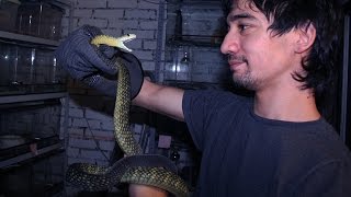 Venomous snake drins water