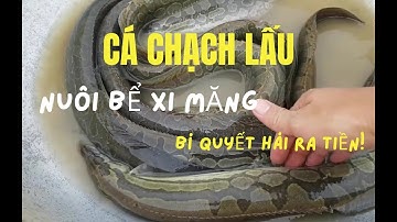Làm Giàu Từ Mô Hình Nuôi Cá Chạch Lấu Trong Bể Xi Măng | Bí Quyết Thành Công